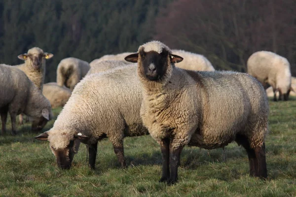 黒頭肉羊 — ストック写真