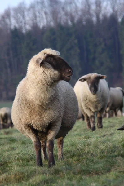 Schwarzkopf Fleischschaf — Stockfoto