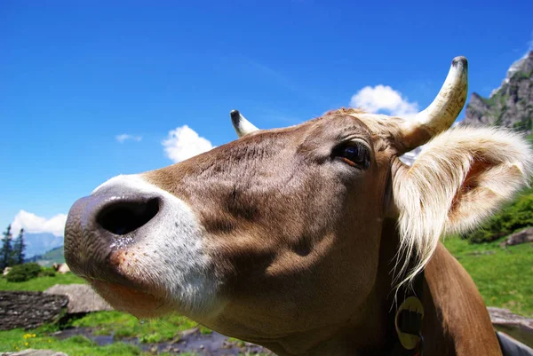 Vacas Paisagem Natural Foco Seletivo — Fotografia de Stock