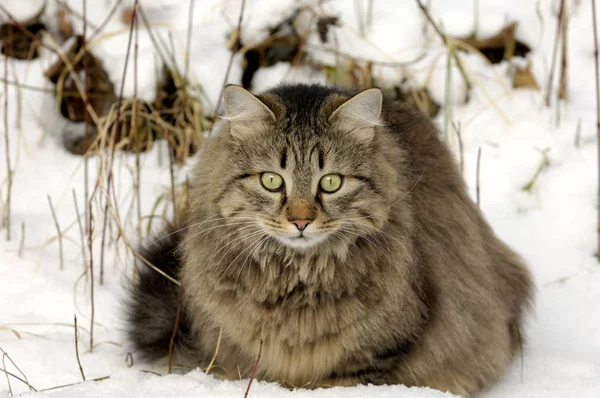 Niedlich Und Neugierig Flauschige Katze — Stockfoto