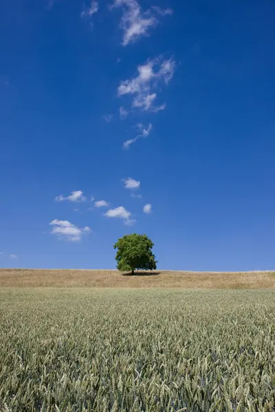 Μοναχικό Δέντρο Σύννεφα — Φωτογραφία Αρχείου