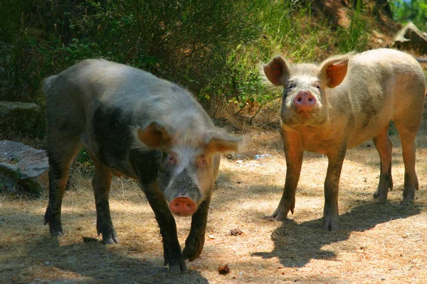 Landschaftlicher Blick Auf Die Landwirtschaft Selektiver Fokus — Stockfoto