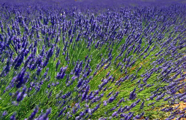 Flores Roxas Aromáticas Lavanda Violeta — Fotografia de Stock