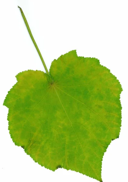 Yeşil Yaprak Beyaz Üzerinde Izole — Stok fotoğraf