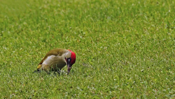 Dzięcioł Ptak Przyrodzie Fauna — Zdjęcie stockowe