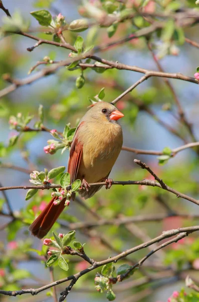 Nordkardinal Mit Apfelblüten — Stockfoto