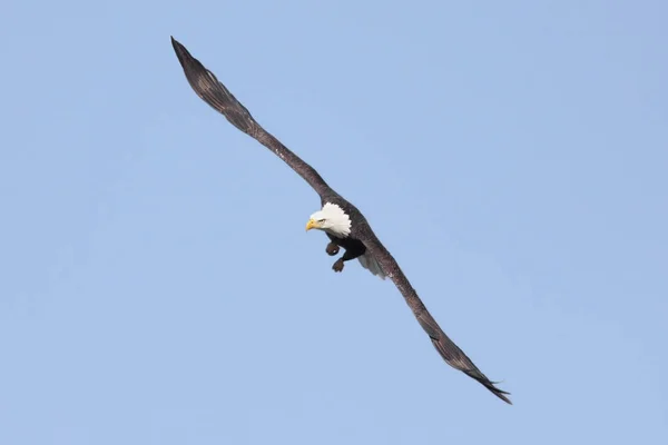 Weißkopfseeadler Flug — Stockfoto