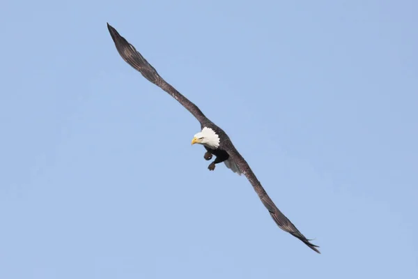 Kel Kartal Uçuyor — Stok fotoğraf