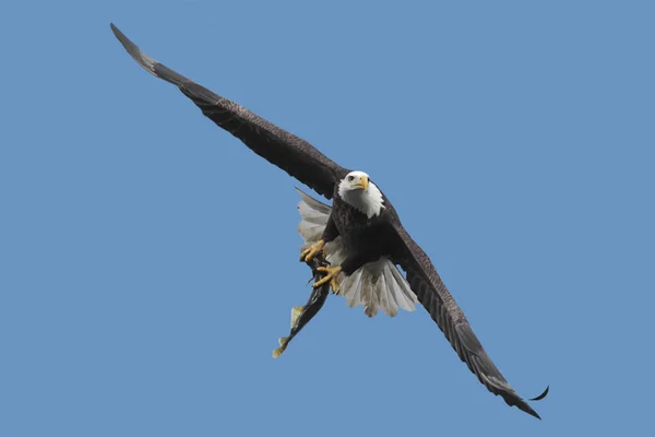 Águila Calva Con Pez — Foto de Stock