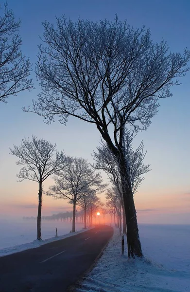 有树木和雪的冬季景观 — 图库照片