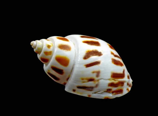아기의 체크무늬 아기용 달팽이 Babylonia Areolata 4Cm 물고기의 달팽이는 형으로 — 스톡 사진