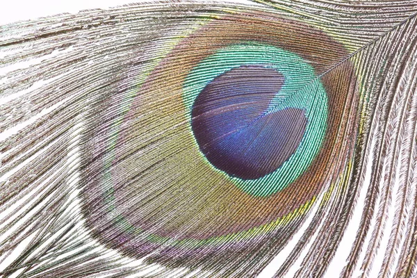 孔雀羽毛 五彩斑斓的羽毛 — 图库照片