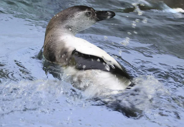 Doğada Sevimli Penguen Kuşlarının Manzarası — Stok fotoğraf