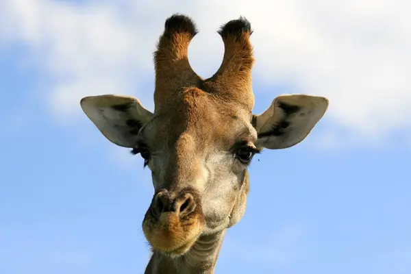 キリン動物アフリカの草食動物 — ストック写真