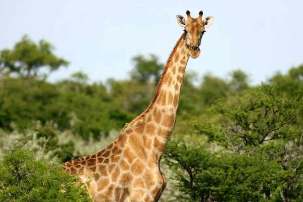 Giraf Dier Afrikaans Herbivoor Zoogdier — Stockfoto