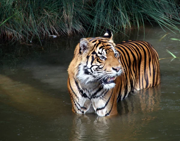 Koci Drapieżnik Dziki Tygrys — Zdjęcie stockowe