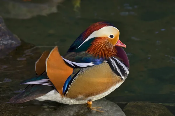 Vogelthema Malerischer Schuss — Stockfoto