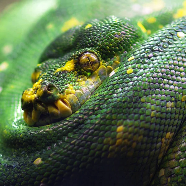 Kilátás Fenséges Vad Piton Kígyó — Stock Fotó