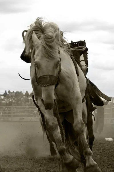 Horses Outdoors Daytime — Stock Photo, Image