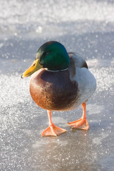 Funny Masculino Mallard Gelo — Fotografia de Stock