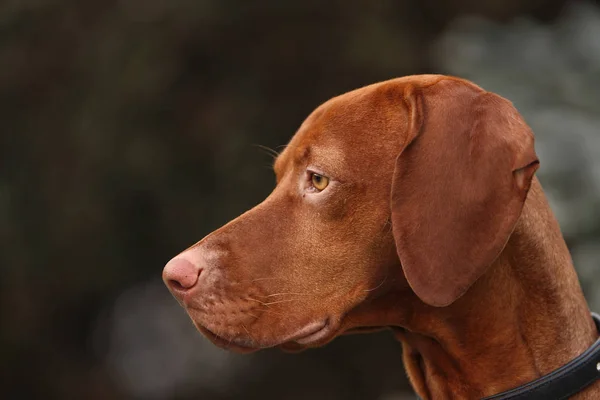 Vizsla Hongrois Chien Brun — Photo