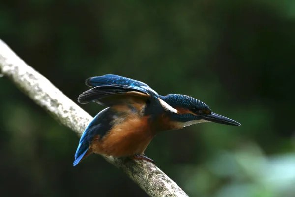 Vista Close Pássaro Kingfisher Vida Selvagem — Fotografia de Stock