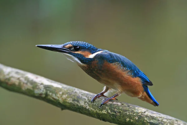 年轻的Eisvogelweibchen的特写 — 图库照片