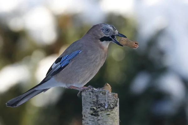 Blauwe Jay Met Noot — Stockfoto