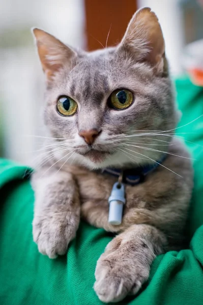 可爱而好奇的绒毛猫 — 图库照片