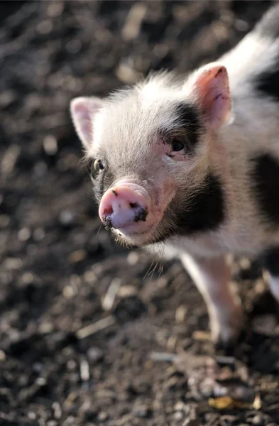 Animali Giovani Attenzione Selettiva — Foto Stock