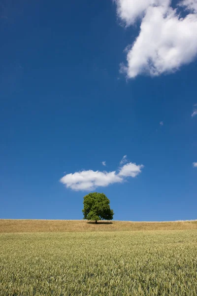 Árvore Solitária Com Nuvens — Fotografia de Stock