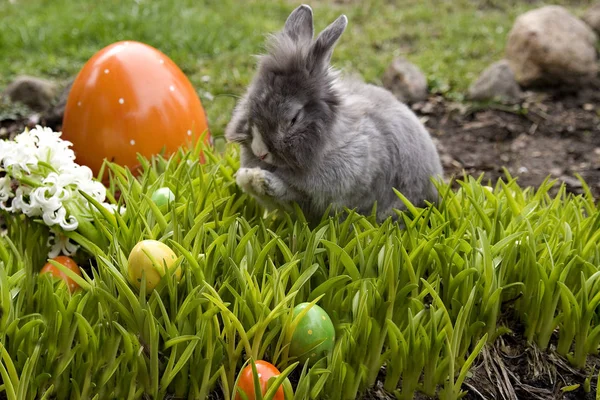 Vacanza Concetto Colorato Decorazioni Pasquali Felici — Foto Stock