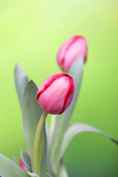 Tulp Bloemen Bloemblaadjes Lente Flora — Stockfoto