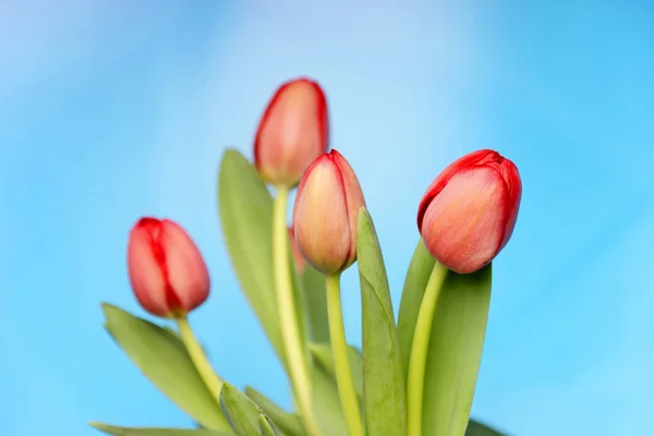 Tulipa Flores Pétalas Flora Primavera — Fotografia de Stock