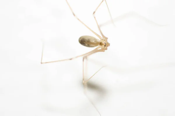 Gruseliges Spinnentier Raubtier — Stockfoto