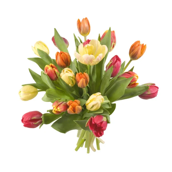 Fleurs Tulipes Printemps Flore — Photo