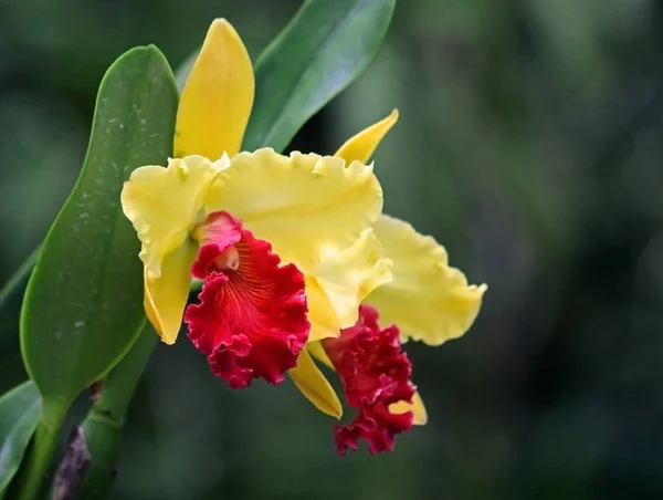 Escénico Flor Colorida Hermosa Orquídea —  Fotos de Stock