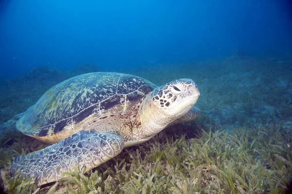 Tartaruga Tropicale Animale Fauna Naturale — Foto Stock