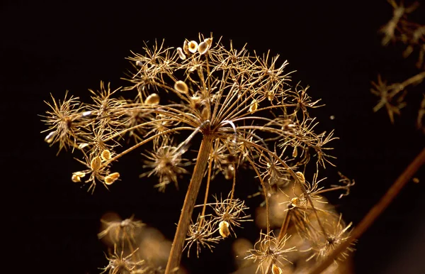 Mimosa Bloemen Zwarte Achtergrond — Stockfoto