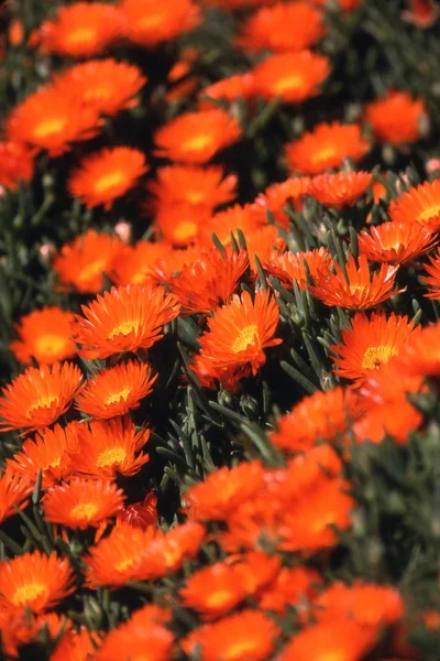 Margarida Plena Flor — Fotografia de Stock