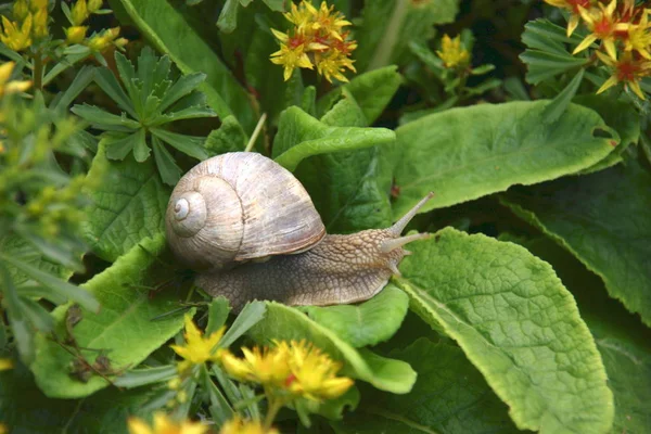 Caracol Camino —  Fotos de Stock