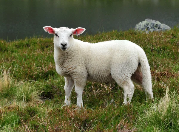 Jungtiere Selektiver Fokus — Stockfoto