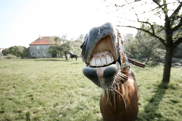 靠近农场里的一匹马 — 图库照片