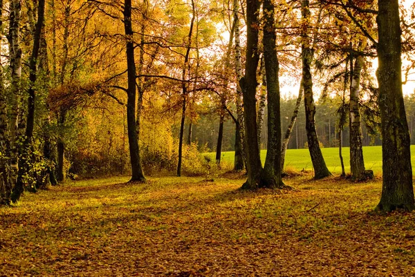 Foresta Autunnale Foglie Stagione Autunnale — Foto Stock