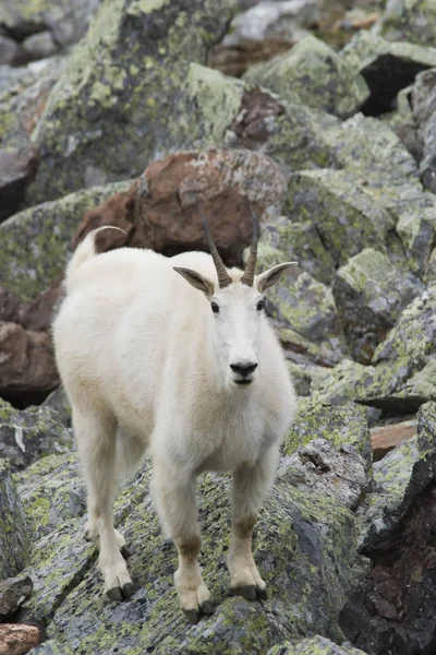 Dağ Keçisi Doğadaki Hayvan — Stok fotoğraf
