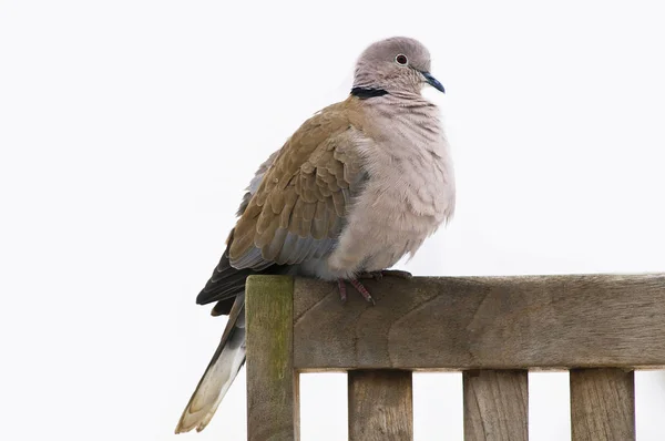 Aussichtsreiche Aussicht Auf Schöne Vögel Der Natur — Stockfoto