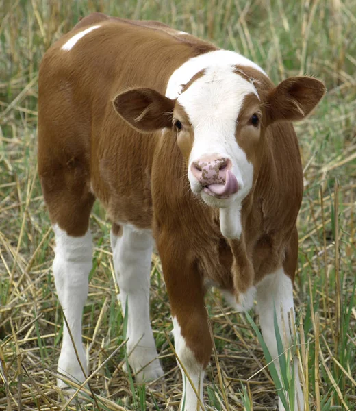 Calf Poking Out Its Tongue — Stock Photo, Image