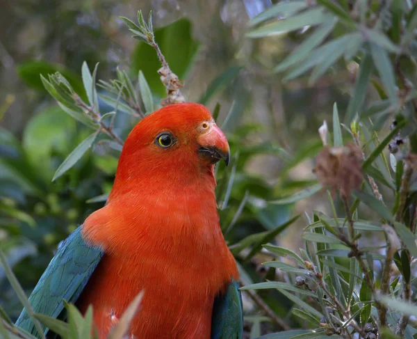 Samec Král Papoušek Alisterus Scapularis — Stock fotografie