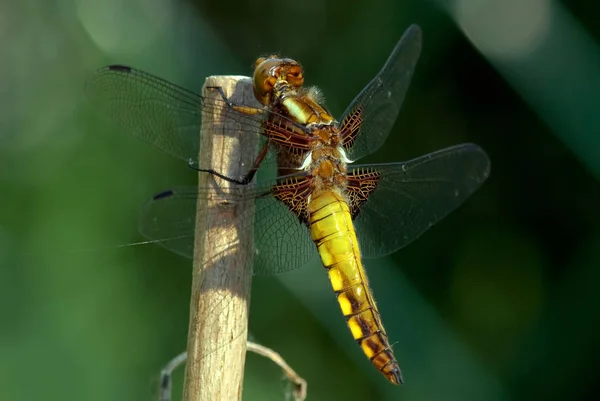 Odonate Libellule Dans Flore Naturelle — Photo