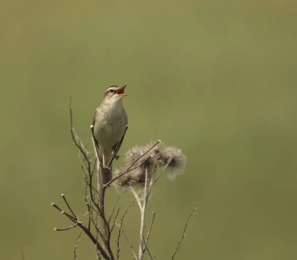 Scenic View Beautiful Bird Nature — Stock Photo, Image